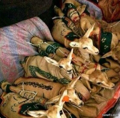 بالصور … مواطنون يقومون بعمليات صيد جائرة لغزلان هربت من “روضة خريم”
