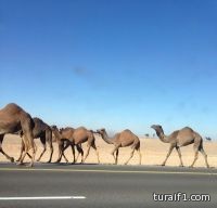 الجمال السائبة ما زالت تهدد المسافرين على طريق طريف – القريات