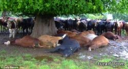 بسبب الحوادث.. قاضٍ أسترالي يطالب الشرطة بالتمهل في مطاردة السيارات المخالفة