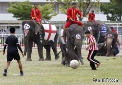 مباراة كرة قدم بين أفيال وطلاب في تايلاند استعدادا لكأس العالم