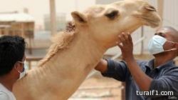 باحثون سعوديون يضبطون فيروس “كورونا” في هواء إحدى حظائر الإبل بجدة