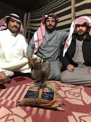 الصقار ابو فيصل شاكر الرويحل يطرح شيهانة فرخة تامه شمال غرب اسمنت الشمالية بطريف