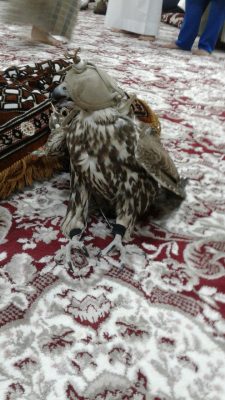 بالصور..الصقار منيف فلاح الحازمي يطرح طير كامل جنوب طريف