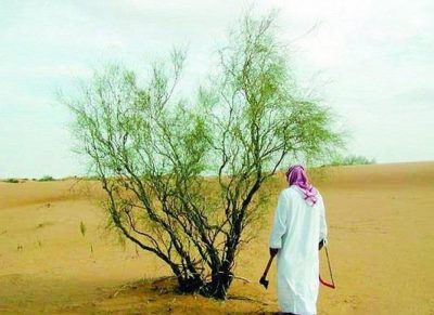 “الزراعة”: تغليظ غرامة قطع شجرة واحدة والاحتطاب لـ50 ألف ريال.. ودوريات لرصد المخالفين