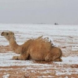 بالصور..بلدية طريف تغلق 3 محلات وتُنذر 7 آخرين خلال عدد من الجولات الميدانية