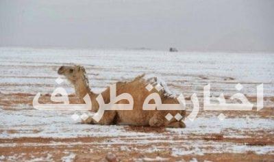 بالصور..إبل طريف تشارك الأهالي الإبتهاج بالثلوج