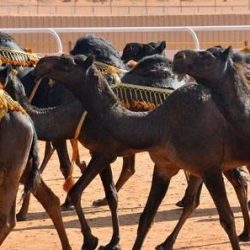 “العدل” تنفي تراجع أداء المحاكم.. وتؤكد: الصحيفة التي نشرت ذلك مدلسة وتفتري على الوزارة