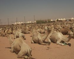 الأرصاد : سماء غائمة جزئياً على معظم مناطق المملكة