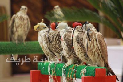 بالصور..إعلان الفائزين في مسابقة أجمل طير بمهرجان الصقور بطريف