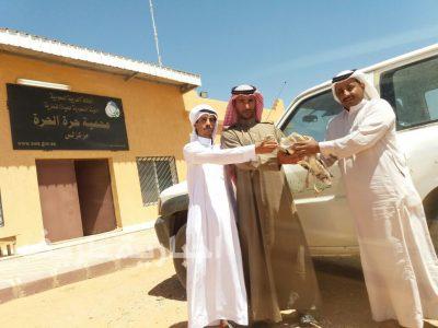 بالفيديو..طرح طائر الحبارى غرب طريف و تسليمه إلى مركز حرة الحرة