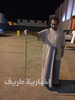 قتل ثعبان بحي العروبة بطريف