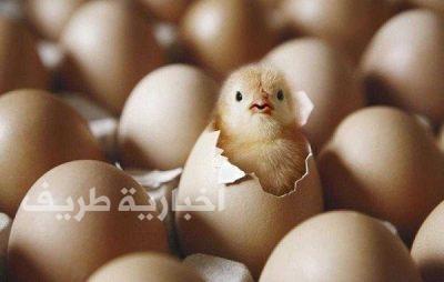 حظر استيراد الطيور الحية وبيض التفقيس من لوكسمبورج