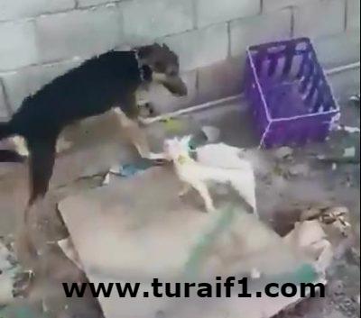 فيديو صادم لشخص يعذب القطط بالكلاب.. و”البيئة” تعلن الإطاحة به