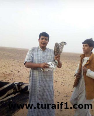 الصقار مالك الحازمي يصطاد طير حر كامل ( فرخ ) بطريف