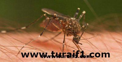 انتشار البعوض بأحياء محافظة طريف يؤرق الأهالي