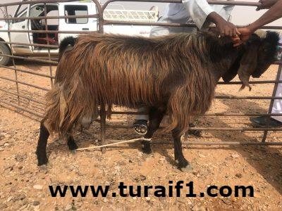 بالفيديو تيس يدر حليباً بطريف ويكسر المثل القائل “قلنا تيس قال احلبوه”