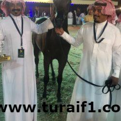 شاهد بالفيديو شباب يتمكنون من قتل ذئب تسلل لأحد الأحياء وسط طريف