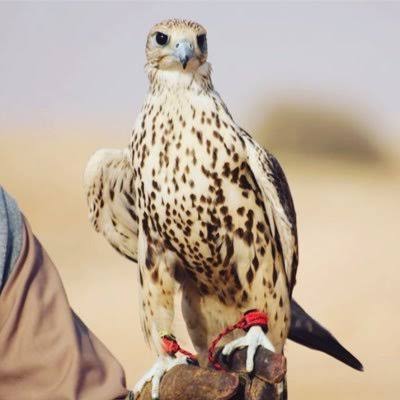 640 صقرا تحلق في سماء طريف