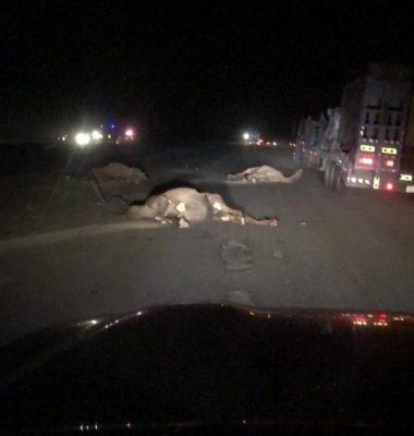 بسبب حوادث الإبل السائبة المتكررة .. ازدياد وتيرة المطالبات بإنشاء سياج حديدي على طريق طريف القريات