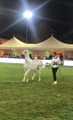 بالفيديو مربط الشبيب للخيول العربية الأصيلة يشارك في بطولة الملك عبدالعزيز بديراب