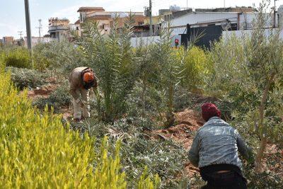 بلدية طريف تواصل أعمال تهذيب الجزر الوسطية في بعض الشوارع بالمحافظة