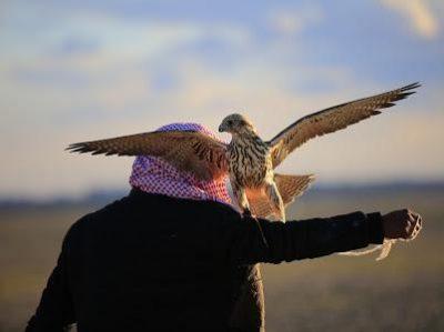 ألف صقرا تحلق في سماء طريف