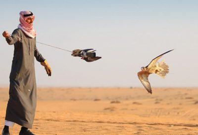 (الملواح) أشهر طرق تدريب الصقور