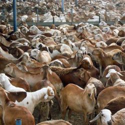 “الحبوب”: مليونا كيس دقيق بمستودعات شركات المطاحن جاهزة للأسواق