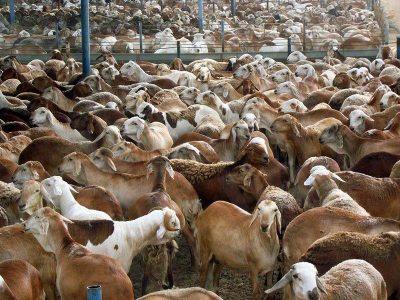 “البيئة”: وصول أكثر من 19 ألف رأس من الضأن من السودان