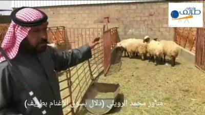 بالصور والفيديو.. في ظل أزمة كورونا .. إخبارية طريف ترصد حركة البيع والشراء بسوق الأغنام بالمحافظة