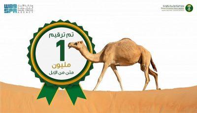 البيئة” تعلن تخطي حاجز المليون للإبل المرقمة في مختلف مدن ومحافظات المملكة