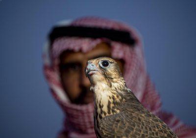 صحراء الحماد بالحدود الشمالية .. ملتقى الصقارين السنوي