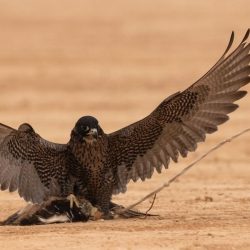 الاتحاد (ينتفض).. أسقط القادسية وقفز للمركز السادس