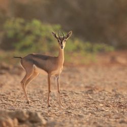 “فلكية جدة”: الاعتدال الخريفي بعد أسبوع