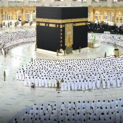 “الهاجري”.. صقّار يتوج خبرة 30 عامًا بطرح صقر الـ100 ألف ريال