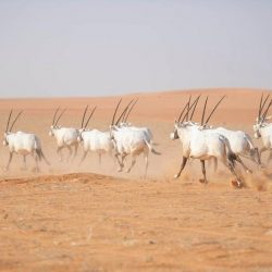 بحضور الرئيس التنفيذي .. تنفيذ مبادرة العيادات الافتراضية بمدينة وعد الشمال