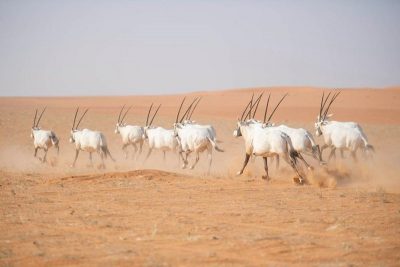 “الحياة الفطرية”: استهداف إطلاق أكثر من ألف كائن فطري هذا الموسم