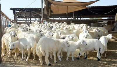 تجار المواشي يطالبون بفتح الاستيراد من دول القرن الإفريقي