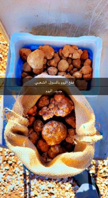 بالفيديو والصور .. انطلاق سوق الفقع بطريف