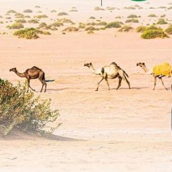 سمو نائب أمير الحدود الشمالية يستقبل النحال اليامي الحاصل على إحدى جوائز باريس العالمية للعسل