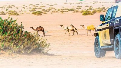 ضبط 61 مخالفاً لارتكابهم مخالفات رعي في عدة محميات