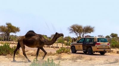 “الأمن البيئي” تضبط 47 مخالفًا لنظام البيئة لارتكابهم مخالفات رعي