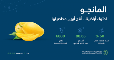 “البيئة”: الإنتاج المحلي من المانجو يتجاوز 88.6 ألف طن سنويًّا