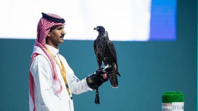 بيع 3 صقور بريطانية في الليلة السابعة لمنصة المزاد الدولي لمزارع إنتاج الصقور