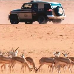 المرور: التفويض يحمي مالك المركبة من المخالفات