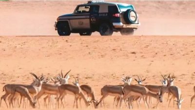 “الأمن البيئي”: عقوبة الصيد بوسائل مخالفة تصل لـ 100 ألف ريال