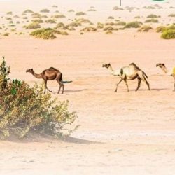 5 محاذير.. “المرور”: استخدام الهاتف المحمول أثناء القيادة من أبرز المشتّتات المُسبّبة للحوادث