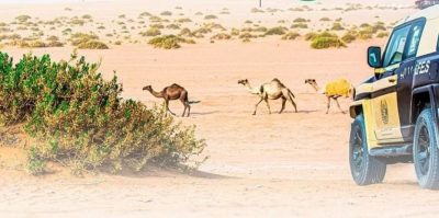 القوات الخاصة للأمن البيئي تضبط (29) مخالفًا لنظام البيئة لارتكابهم مخالفات رعي