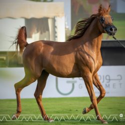المملكة رئيسًا للجنة الدولية للشؤون النقدية والمالية بصندوق النقد الدولي