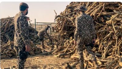 الأمن البيئي: عقوبة صيد الكائنات المهددة بالانقراض غرامة تصل إلى 30 مليون ريال والسجن مدة تصل إلى 10 سنوات